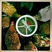 15th Jun 2012 - hipsta hens