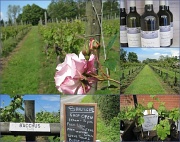 15th Jun 2012 -  Suffolk vineyard 