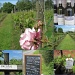  Suffolk vineyard  by quietpurplehaze