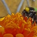 bumble bee and marigold by jantan