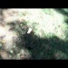 My first iMovie... The Dancing Leaf... by marlboromaam
