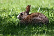 15th Jun 2012 - My friend the bunny