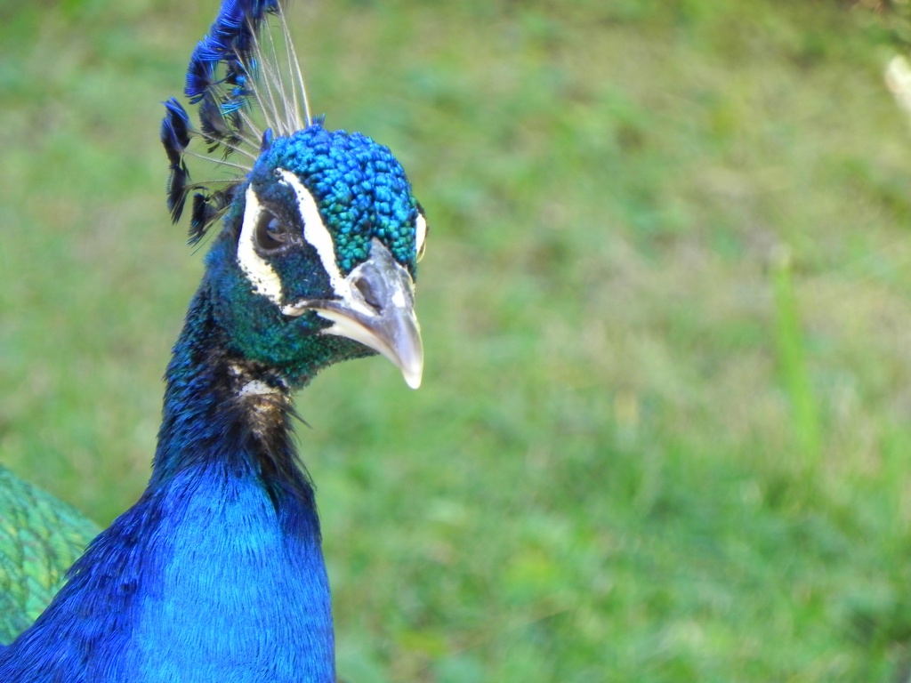 Peacock by mej2011