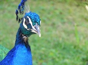 15th Jun 2012 - Peacock
