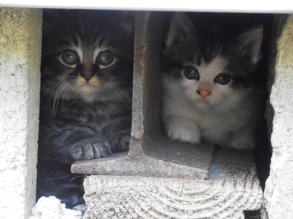 Kittens by julie