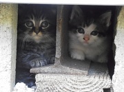 15th Jun 2012 - Kittens