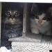Kittens by julie
