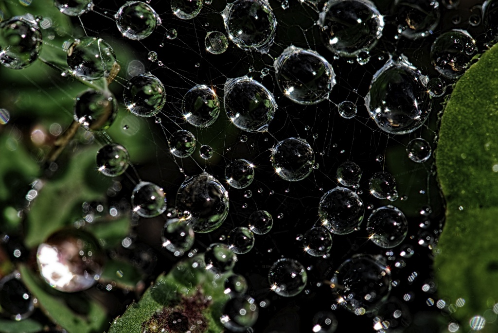 Suspended Water Drops by lstasel