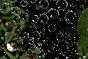 15th Jun 2012 - Suspended Water Drops