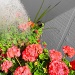 watering  flowers by dmdfday