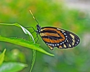 9th Jun 2012 - Butterfly closeup 