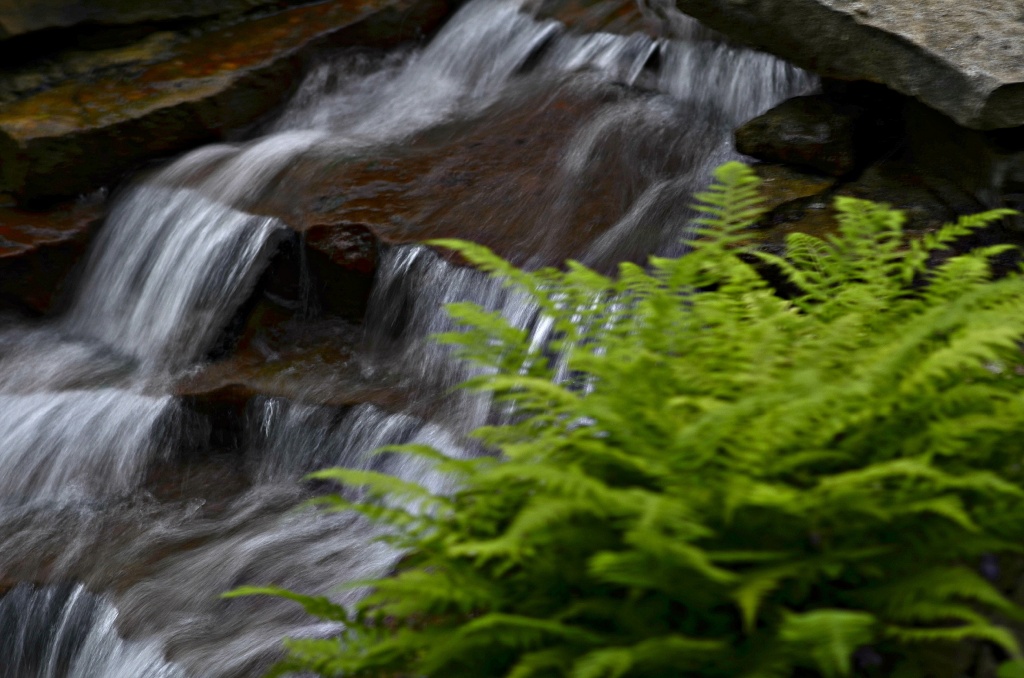 Waterfall & Fern by ggshearron