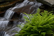 15th Jun 2012 - Waterfall & Fern