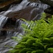 Waterfall & Fern by ggshearron
