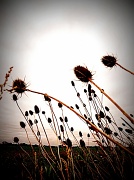 13th Jun 2012 - grasses