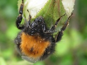 16th Jun 2012 - wet bee
