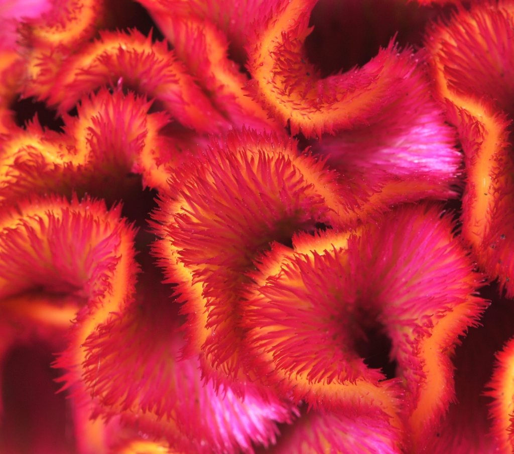 Celosia abstract by seanoneill