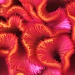 Celosia abstract by seanoneill