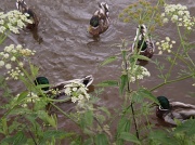 16th Jun 2012 - Nice weather for ducks !