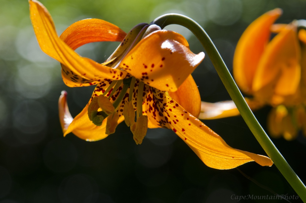 Full Bloom in Sunlight by jgpittenger