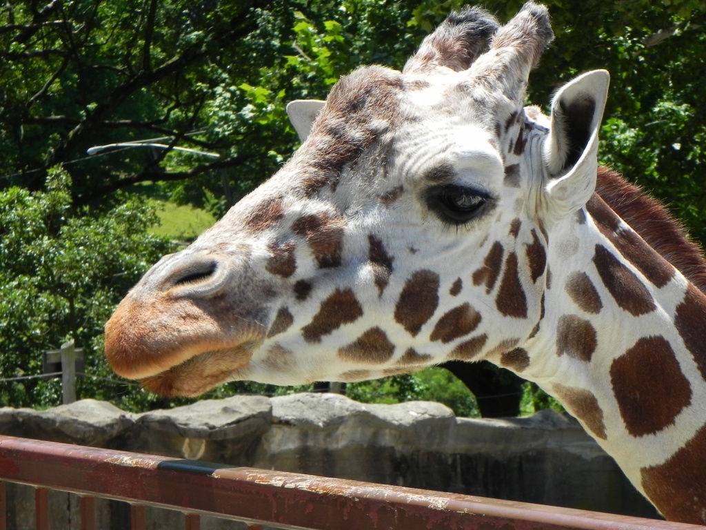 Giraffe by mej2011