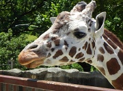 16th Jun 2012 - Giraffe