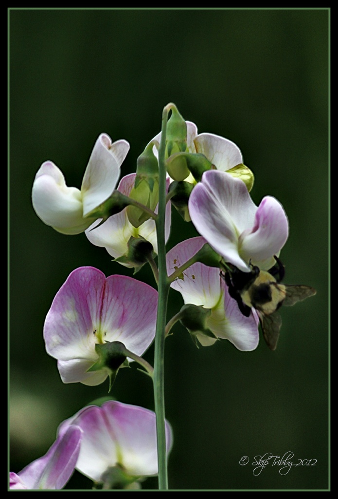 Bee and Wild Sweet Peas by skipt07