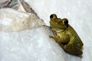 15th Jun 2012 - Tree frog