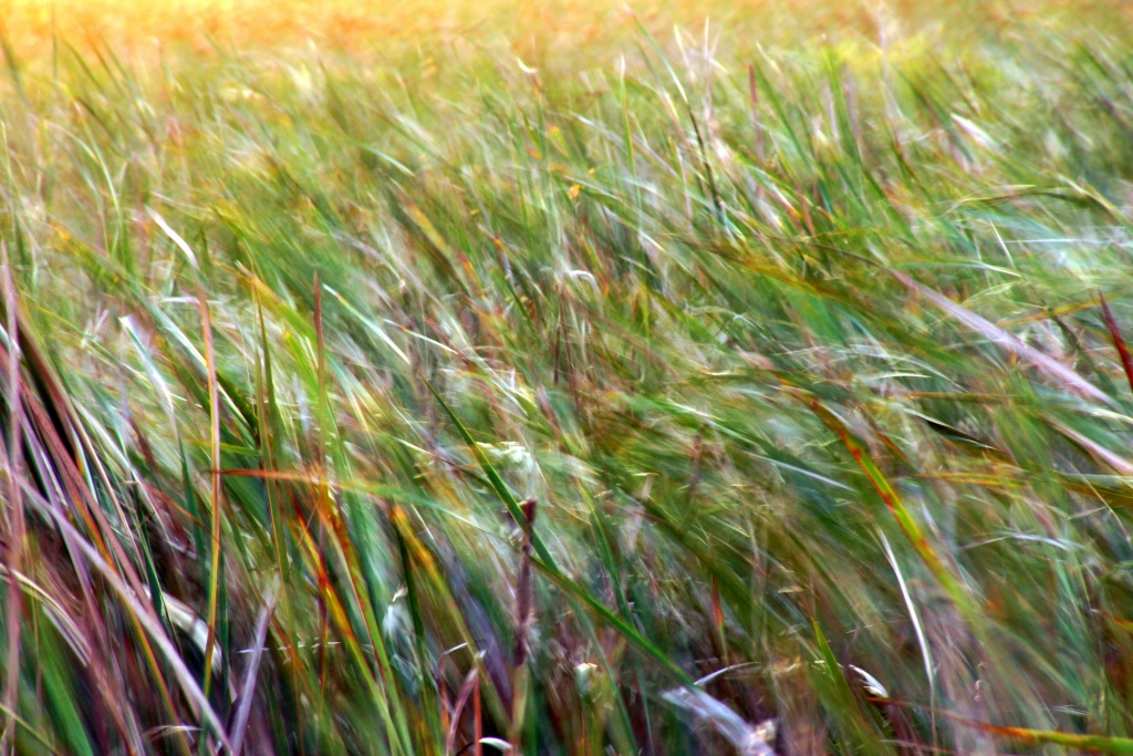 Sawgrass blowing in the wind by danette