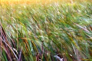 16th Jun 2012 - Sawgrass blowing in the wind