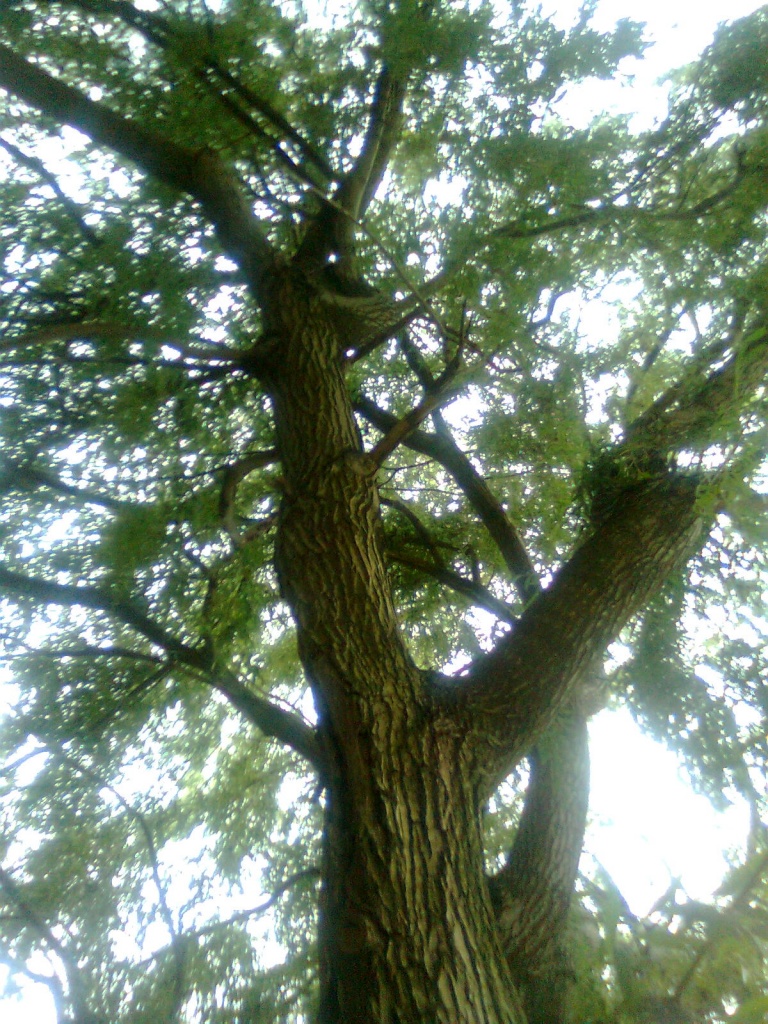 TREE BEAUTY by ivm