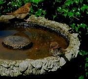 15th Jun 2012 - Sparrows Bathing & Drinking :) 