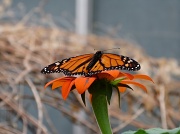 17th Jun 2012 - Stratford Butterfly Farm