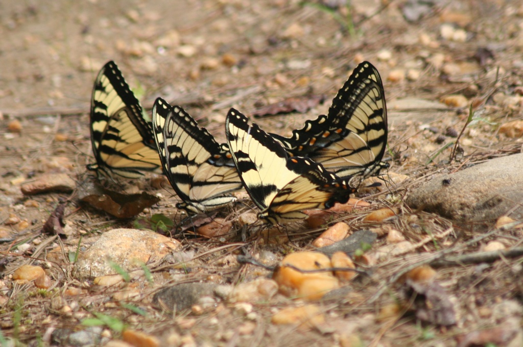 4 Butterflies by tara11