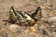 16th Jun 2012 - 4 Butterflies