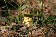 8th Jun 2012 - Yellow Mushroom