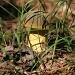 Yellow Mushroom by tara11