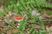 14th Jun 2012 - Red Mushroom