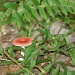 Red Mushroom by tara11