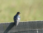 5th Jun 2012 - Tree Swallow
