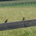 Tree Swallows by tara11