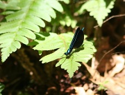 9th Jun 2012 - Blue Fly