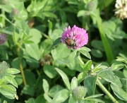 6th Jun 2012 - Clover and bug