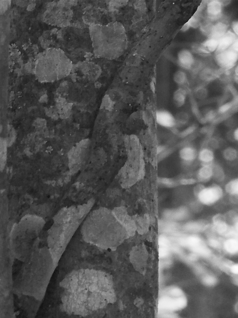 Oak tree bark and branch... by marlboromaam