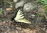 17th Jun 2012 - Yellow Swallowtail