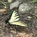 Yellow Swallowtail by tara11
