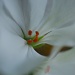White flower by mattjcuk