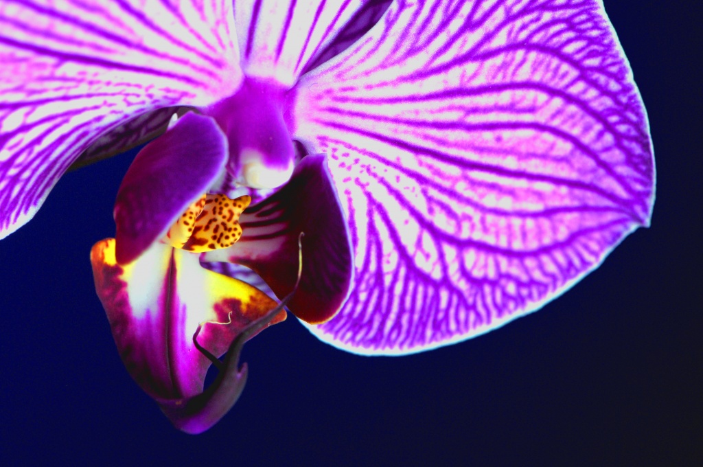 Orchid ~ 1 by seanoneill
