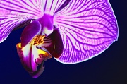 17th Jun 2012 - Orchid ~ 1