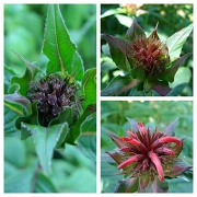 6th Jun 2012 - Bee Balm